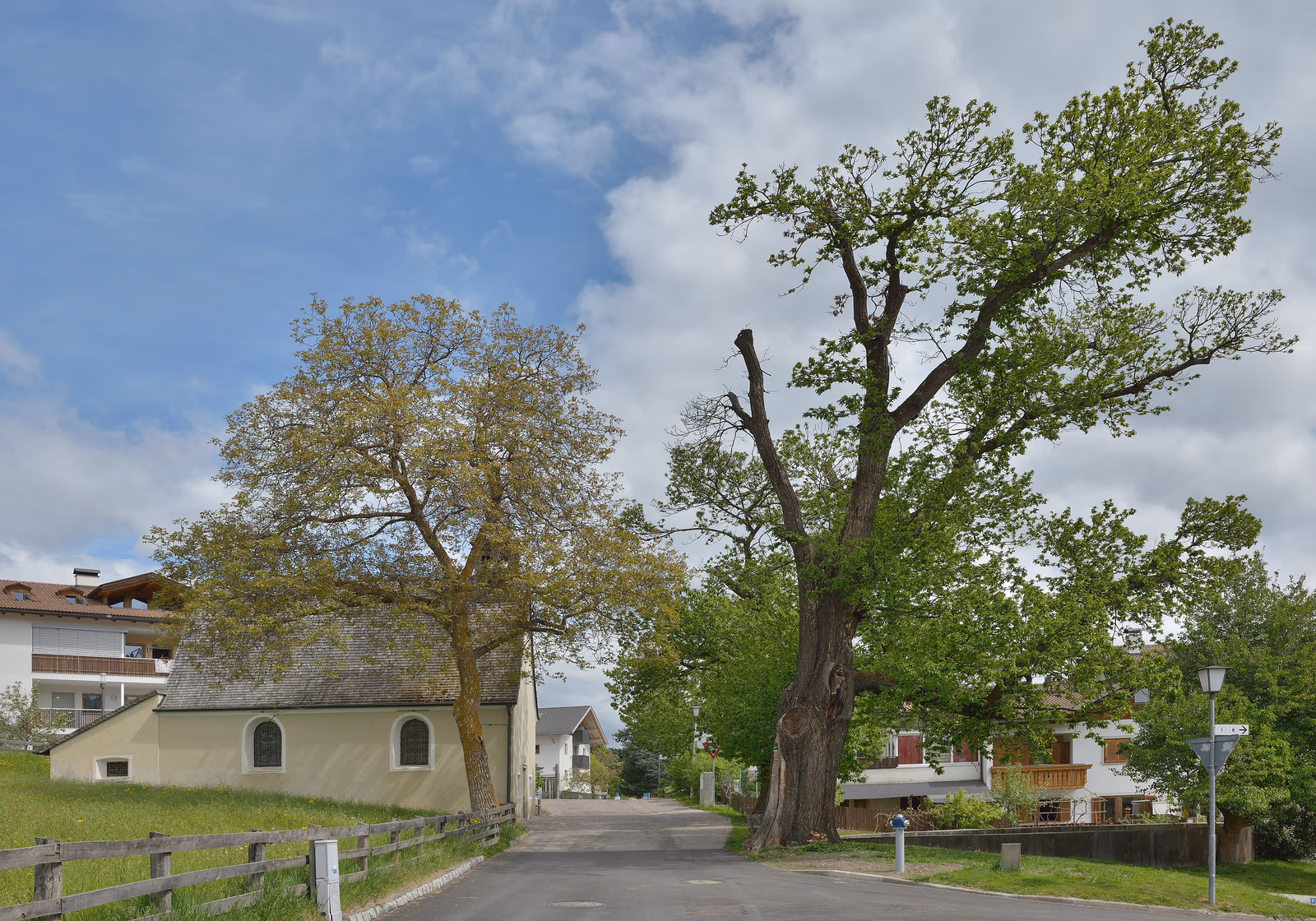 St.-Antonius-Kirche und alte Edelkastanie am Keschtnweg in Feldthurns