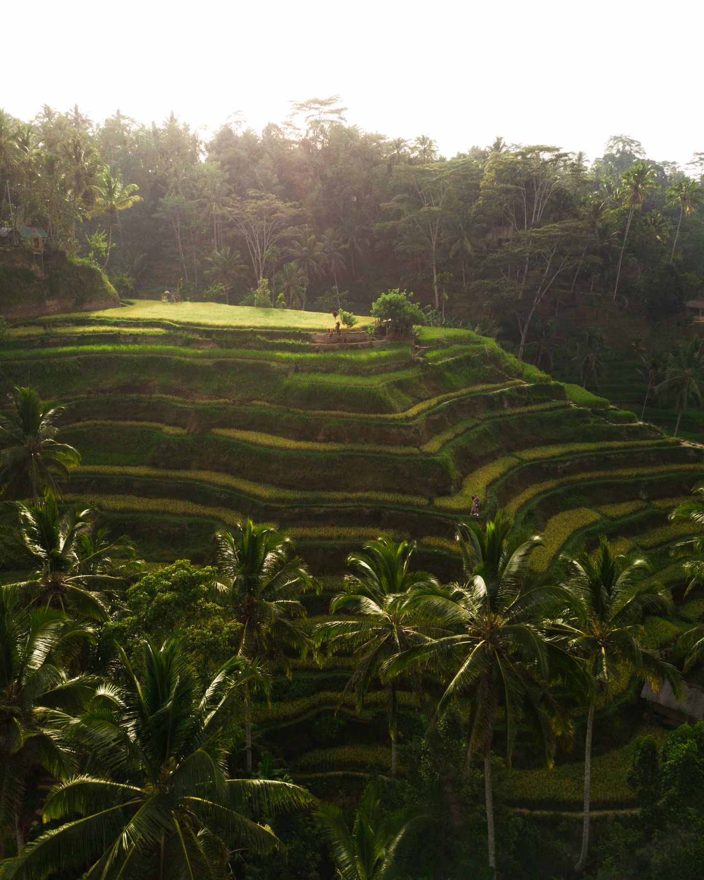 Grüne Reisterrassen als Inspiration für eine geplante Bali-Reise