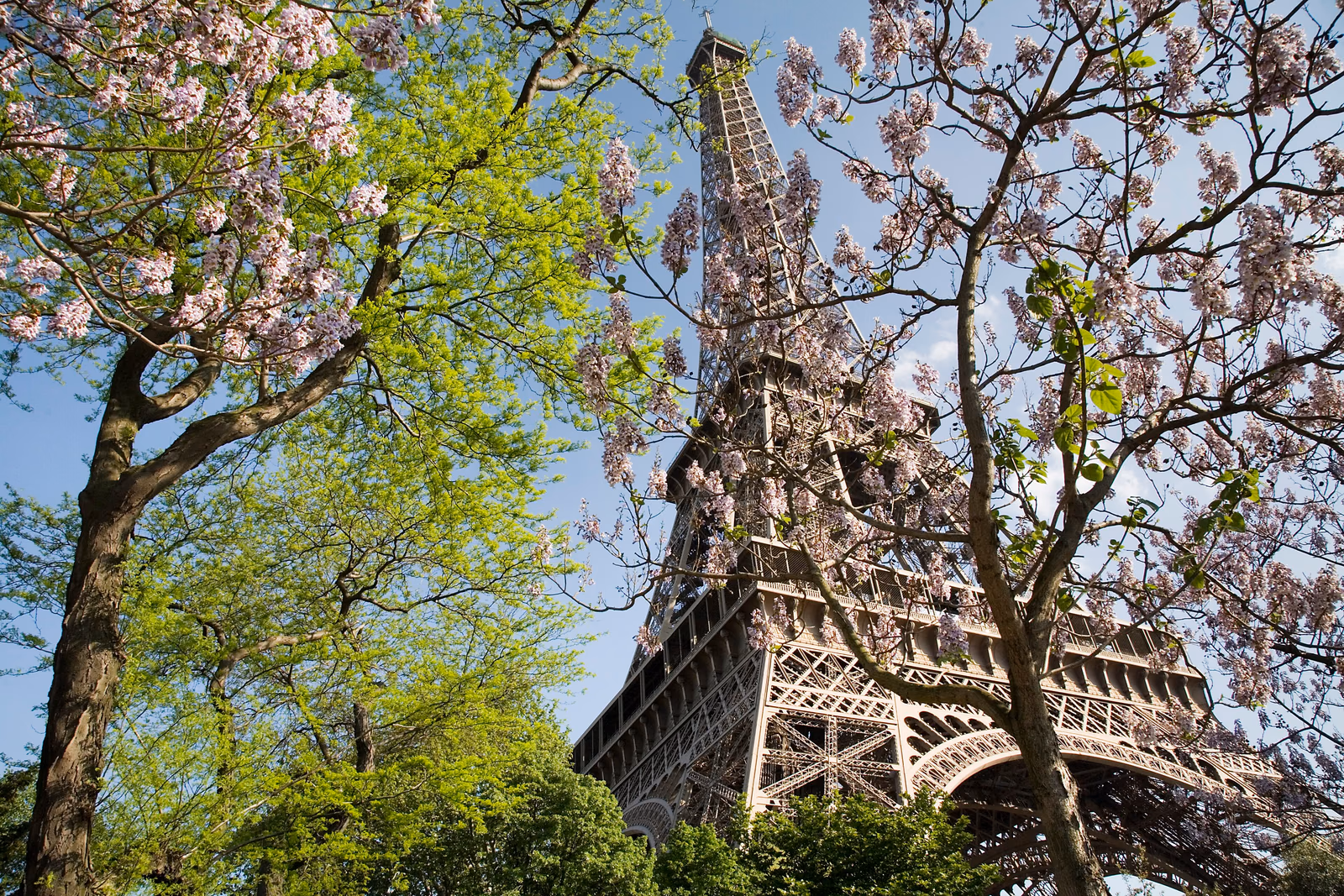Eiffelturm in Paris mit Bäumen im Vordergrund; Motivaufnahme im Frühjahr