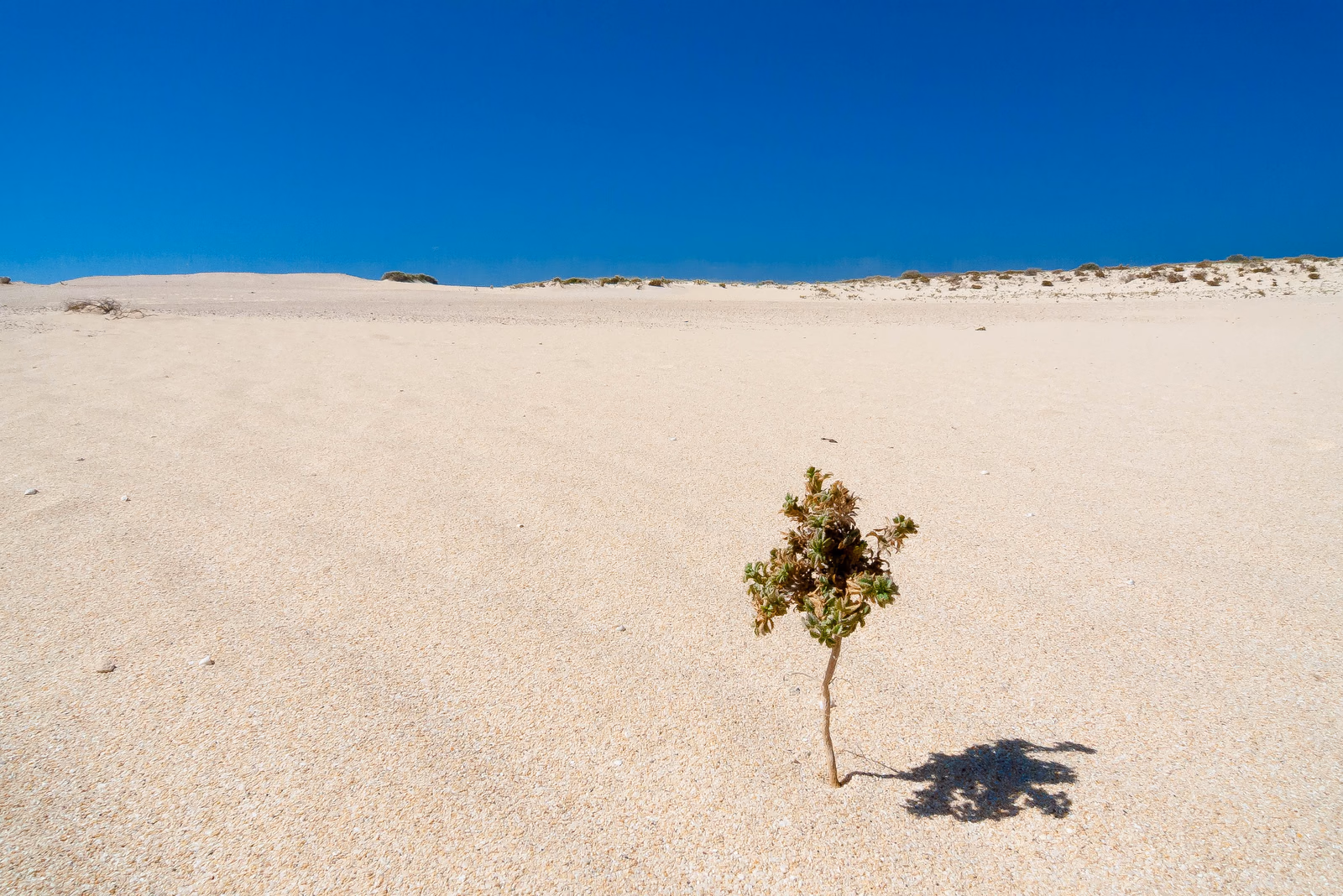 Sanddünen im Naturpark Corralejo auf Fuerteventura mit einer kleinen Pflanze im Vordergrund