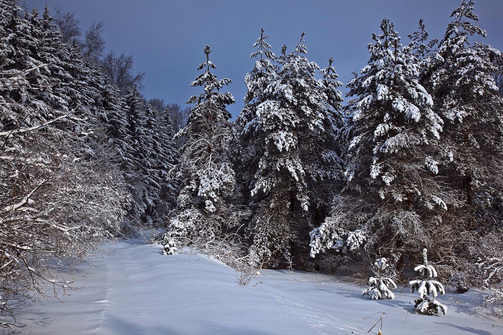 Verschneiter Waldweg für eine ruhige Winterwanderung